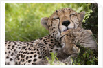 Cheetah (Acinonyx jubatus) and cub, Masai Mara, Kenya by Anonymous