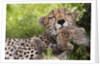 Cheetah (Acinonyx jubatus) and cub, Masai Mara, Kenya by Anonymous