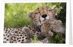 Cheetah (Acinonyx jubatus) and cub, Masai Mara, Kenya by Anonymous