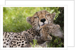 Cheetah (Acinonyx jubatus) and cub, Masai Mara, Kenya by Anonymous