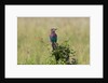 Lilac-breasted Roller (Coracias caudata), Masai Mara, Kenya by Anonymous