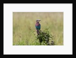 Lilac-breasted Roller (Coracias caudata), Masai Mara, Kenya by Anonymous