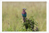 Lilac-breasted Roller (Coracias caudata), Masai Mara, Kenya by Anonymous