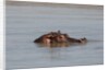 Hippopotamus, Masai Mara by Anonymous