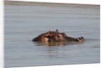 Hippopotamus, Masai Mara by Anonymous