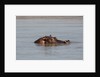 Hippopotamus, Masai Mara by Anonymous