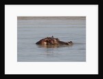 Hippopotamus, Masai Mara by Anonymous