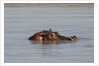 Hippopotamus, Masai Mara by Anonymous