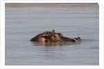 Hippopotamus, Masai Mara by Anonymous