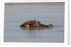 Hippopotamus, Masai Mara by Anonymous