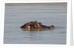 Hippopotamus, Masai Mara by Anonymous
