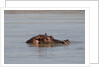 Hippopotamus, Masai Mara by Anonymous