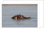 Hippopotamus, Masai Mara by Anonymous