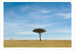Acacia, Masai Mara, Kenya by Anonymous
