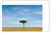Acacia, Masai Mara, Kenya by Anonymous