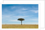Acacia, Masai Mara, Kenya by Anonymous