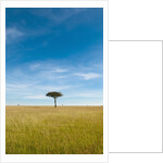 Acacia, Masai Mara, Kenya by Anonymous