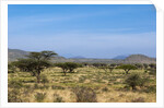 Samburu, Kenya by Anonymous