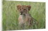 Lion cubs (Panthera leo), Masai Mara, Kenya by Anonymous
