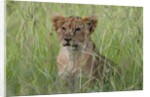 Lion cubs (Panthera leo), Masai Mara, Kenya by Anonymous