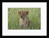 Lion cubs (Panthera leo), Masai Mara, Kenya by Anonymous