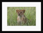Lion cubs (Panthera leo), Masai Mara, Kenya by Anonymous