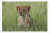 Lion cubs (Panthera leo), Masai Mara, Kenya by Anonymous
