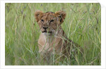 Lion cubs (Panthera leo), Masai Mara, Kenya by Anonymous