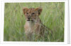 Lion cubs (Panthera leo), Masai Mara, Kenya by Anonymous
