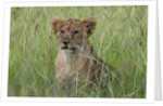 Lion cubs (Panthera leo), Masai Mara, Kenya by Anonymous