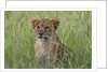 Lion cubs (Panthera leo), Masai Mara, Kenya by Anonymous