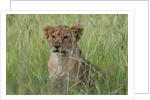 Lion cubs (Panthera leo), Masai Mara, Kenya by Anonymous