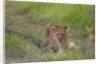 Lion cubs (Panthera leo), Masai Mara, Kenya by Anonymous