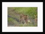 Lion cubs (Panthera leo), Masai Mara, Kenya by Anonymous