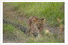 Lion cubs (Panthera leo), Masai Mara, Kenya by Anonymous