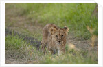 Lion cubs (Panthera leo), Masai Mara, Kenya by Anonymous