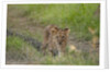 Lion cubs (Panthera leo), Masai Mara, Kenya by Anonymous