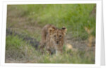 Lion cubs (Panthera leo), Masai Mara, Kenya by Anonymous