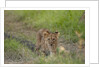 Lion cubs (Panthera leo), Masai Mara, Kenya by Anonymous