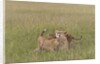Lion cubs with mother by Anonymous