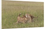 Lion cubs with mother by Anonymous