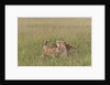 Lion cubs with mother by Anonymous
