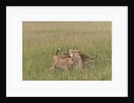 Lion cubs with mother by Anonymous