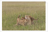 Lion cubs with mother by Anonymous