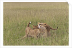Lion cubs with mother by Anonymous