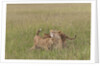 Lion cubs with mother by Anonymous