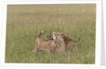 Lion cubs with mother by Anonymous