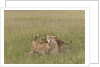 Lion cubs with mother by Anonymous
