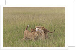 Lion cubs with mother by Anonymous