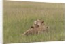 Lion cubs with mother by Anonymous